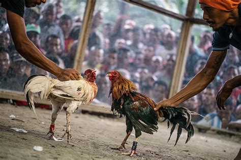 sw418 cockfight|The Majestic Cockfight .